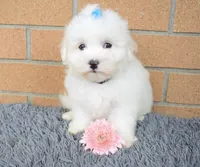 Baxter 🐶, a male Maltese for sale in Fresno, OH – 6 of 7