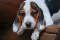 Dallas 🐾, a male Beagle for sale in Fresno, OH – 3 of 10
