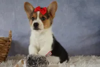 Ziggy 🩵, a male Pembroke Welsh Corgi for sale in Fresno, OH – 4 of 10