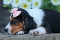 Cleo 🌸, a female Beagle for sale in Fresno, OH – 5 of 9