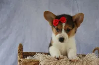 Ziggy 🩵, a male Pembroke Welsh Corgi for sale in Fresno, OH – 7 of 10