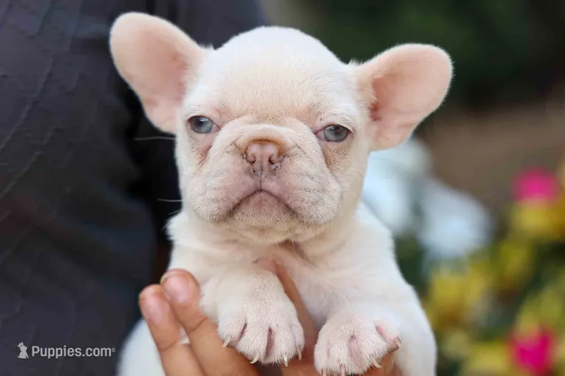  Reba 💕 – French Bulldog puppy for sale in Fresno, OH