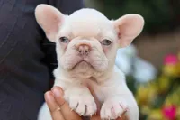  Reba 💕, a female French Bulldog for sale in Fresno, OH – 3 of 8