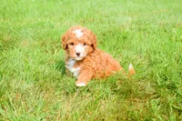 Scout 🐾, a male Maltipoo for sale in Fresno, OH – 4 of 7