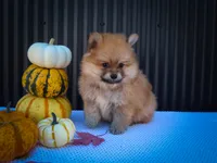 Max🐾, a male Pomeranian for sale in Fresno, OH – 10 of 10