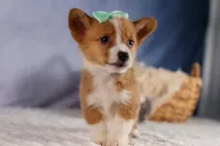  Bently🐶, a female Pembroke Welsh Corgi for sale in Fresno, OH – 10 of 10
