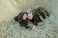 Rain🌸🐾, a female Cavapoo for sale in Fresno, OH – 6 of 10