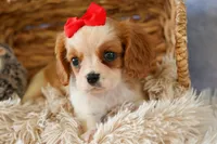 Nugget, a male Cavalier King Charles Spaniel for sale in Fresno, OH – 5 of 10