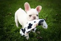 Snoopy 🐶, a male French Bulldog for sale in Fresno, OH – 7 of 10