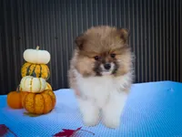  Marco 🐶, a male Pomeranian for sale in Fresno, OH – 8 of 10