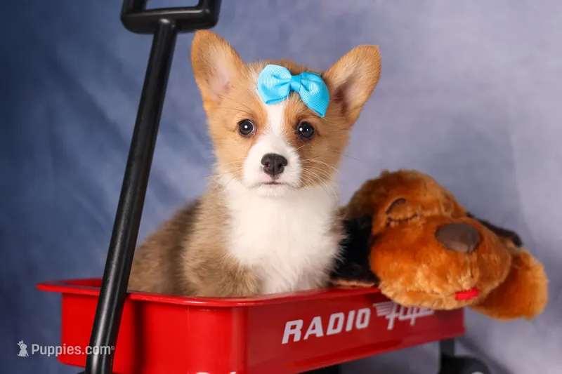  Benji🐾🐶 – Pembroke Welsh Corgi puppy for sale in Fresno, OH