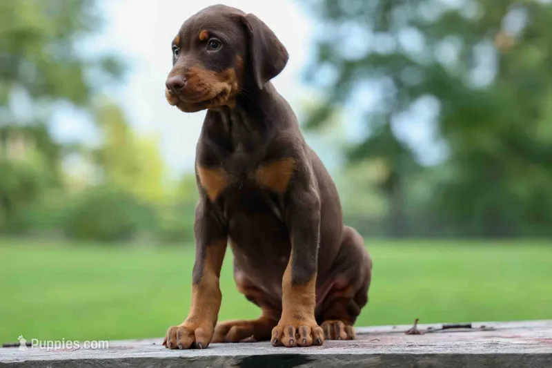 Griffin 🐶 – Doberman Pinscher puppy for sale in Fresno, OH