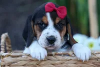 Cody 🐾🐶 , a male Beagle for sale in Fresno, OH – 3 of 10