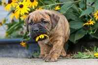 Archie 🐶, a male English Bulldog and Beagle for sale in Fresno, OH – 7 of 9