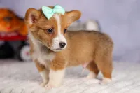  Bently🐶, a female Pembroke Welsh Corgi for sale in Fresno, OH – 3 of 10