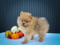 🐾 Meet Rosco — A Bouncy Little Ball of Fluff! 🐾, a male Pomeranian for sale in Fresno, OH – 10 of 10