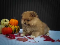🐾 Meet Roxy — A Bouncy Little Ball of Fluff! 🐾, a male Pomeranian for sale in Fresno, OH – 10 of 10