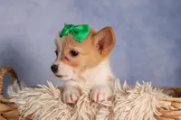  Cody🐾🐶, a male Pembroke Welsh Corgi for sale in Fresno, OH – 5 of 8