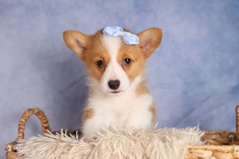  Barry 🐾🐶 – Pembroke Welsh Corgi puppy for sale in Fresno, OH