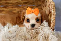  Nova, a female Cavalier King Charles Spaniel for sale in Fresno, OH – 7 of 10