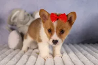 Brusie, a male Pembroke Welsh Corgi for sale in Fresno, OH – 7 of 10