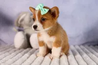  Bently🐶, a female Pembroke Welsh Corgi for sale in Fresno, OH – 8 of 10