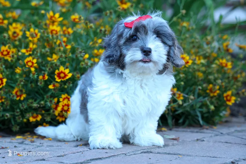 Rain🌸🐾 – Cavapoo puppy for sale in Fresno, OH