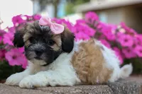 Blossom 💕, a female Bichon Frise and Shih Tzu for sale in Fresno, OH – 8 of 9