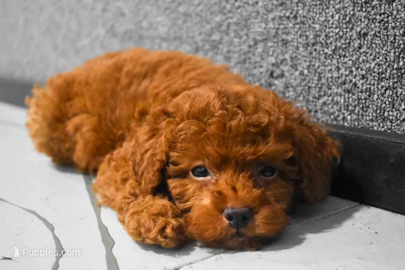 Loren – Poodle - Miniature  puppy for sale in Fresno, OH