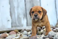 Arthur, a male English Bulldog and Beagle for sale in Fresno, OH – 7 of 10