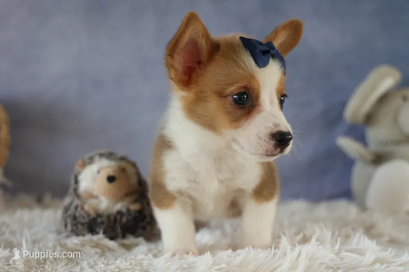 Zander 🐾 – Pembroke Welsh Corgi puppy for sale in Fresno, OH
