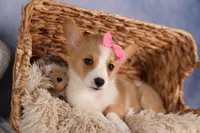 Callie💖, a female Pembroke Welsh Corgi for sale in Fresno, OH – 10 of 10