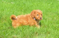  Sierra 💗🐾, a female Maltipoo for sale in Fresno, OH – 2 of 6