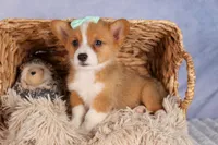  Bently🐶, a female Pembroke Welsh Corgi for sale in Fresno, OH – 6 of 10