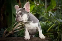   Stella 💕🐶, a male French Bulldog for sale in Fresno, OH – 6 of 9