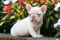  Reba 💕, a female French Bulldog for sale in Fresno, OH – 7 of 8
