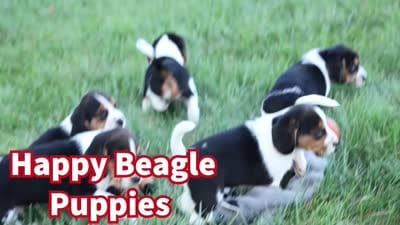 Cody 🐾🐶 , a male Beagle for sale in Fresno, OH – 10 of 10