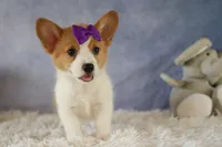 Zoey 🌸, a female Pembroke Welsh Corgi for sale in Fresno, OH – 3 of 10