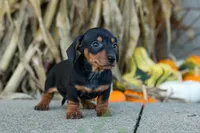 Zack, a male Miniature Dachshund for sale in Fresno, OH – 5 of 10
