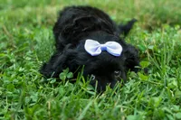 Raya🎀, a female Cavapoo for sale in Fresno, OH – 10 of 10