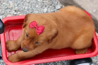  Quinny , a male Golden Retriever for sale in Fresno, OH – 3 of 9