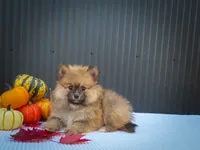 🐾 Meet Rolo — A Bouncy Little Ball of Fluff! 🐾, a male Pomeranian for sale in Fresno, OH – 5 of 10