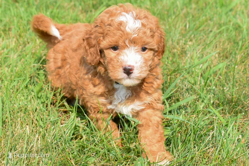Scout 🐾 – Maltipoo puppy for sale in Fresno, OH