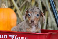   Zion🐶, a male Miniature Dachshund for sale in Fresno, OH – 6 of 9