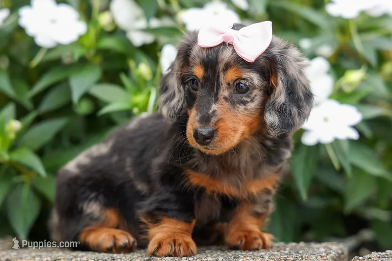 Hailey 🎀 – Miniature Dachshund puppy for sale in Fresno, OH