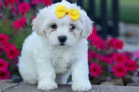 Bubbles 💕, a female Bichon Frise and Shih Tzu for sale in Fresno, OH – 4 of 10