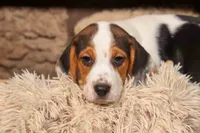 Dallas 🐾, a male Beagle for sale in Fresno, OH – 1 of 10