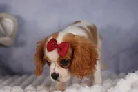 Nugget, a male Cavalier King Charles Spaniel for sale in Fresno, OH – 7 of 9