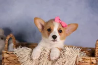 Callie💖, a female Pembroke Welsh Corgi for sale in Fresno, OH – 5 of 10