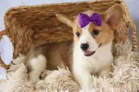 Zoey 🌸, a female Pembroke Welsh Corgi for sale in Fresno, OH – 5 of 10